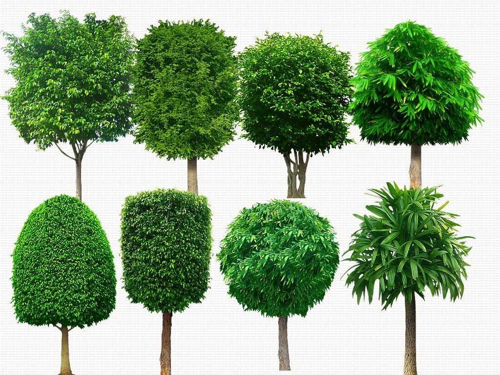 6 Tree Photoshop PSD Images