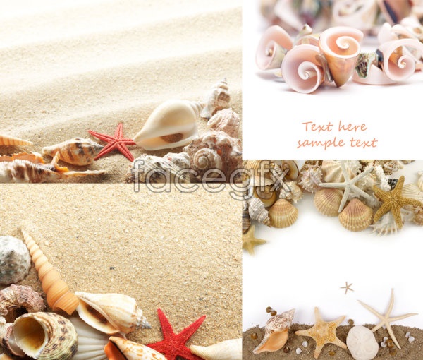 Shell Beach Wallpaper Free Shell Beach Wallpaper Free