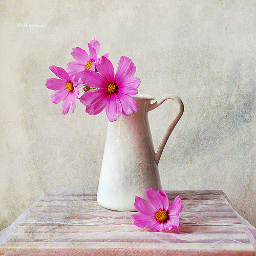 Still Life Photography Flowers