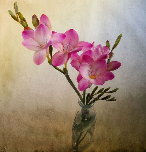Still Life Photography Flowers