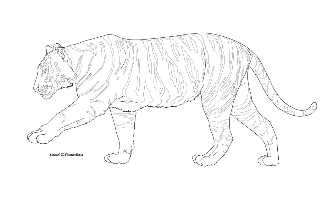 Tiger Line Art deviantART