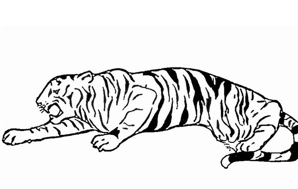 Tiger Line Art deviantART