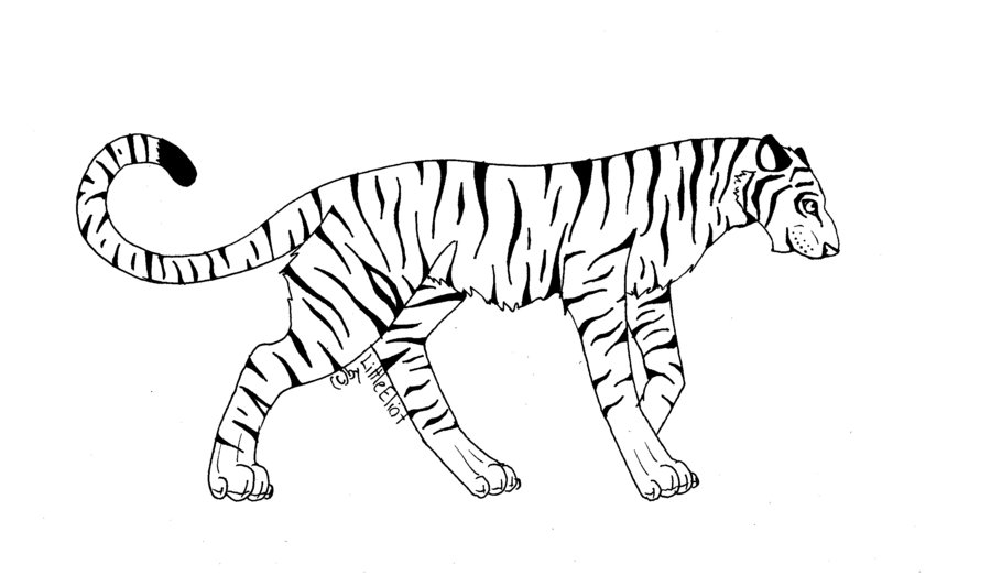 Tiger Line Art Drawings