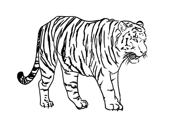 Tiger Line Drawing