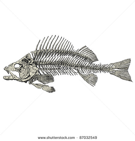 Vector Fish Skeleton Drawings