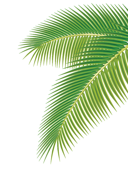 Vector Palm Leaves