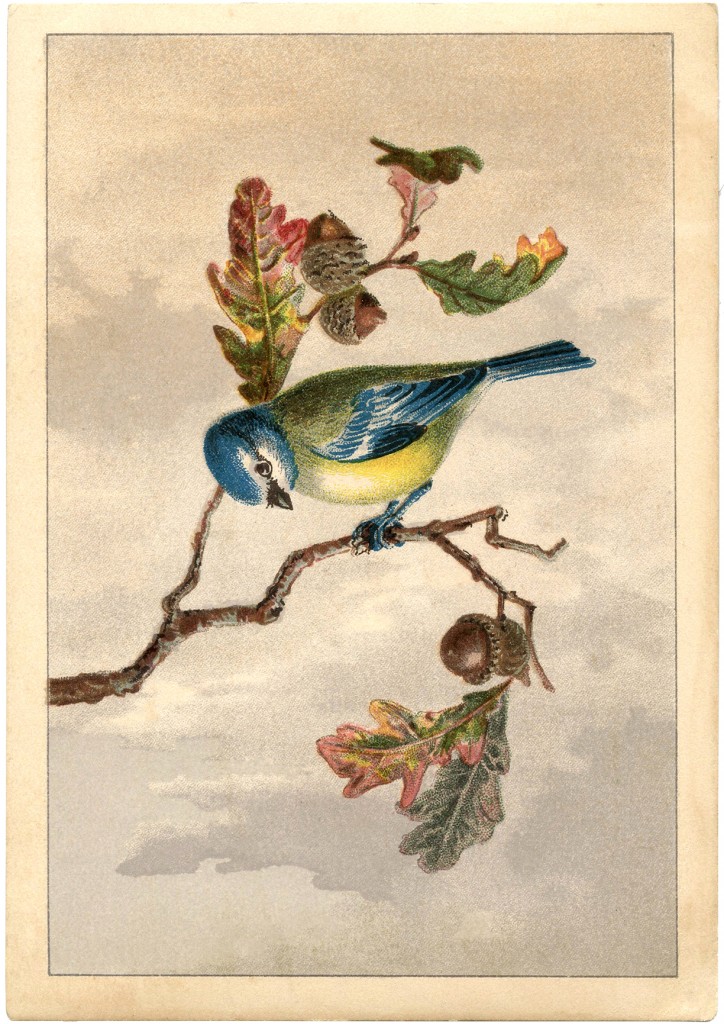 Vintage Bird Clip Art Free
