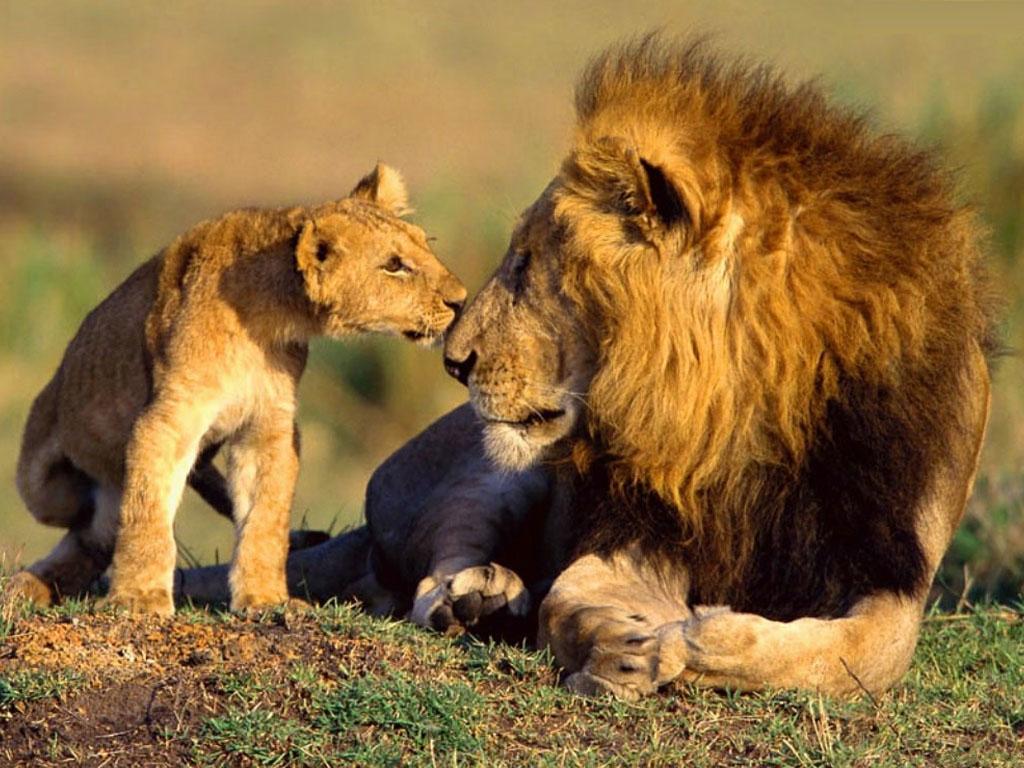 Wildlife African Animals Lions