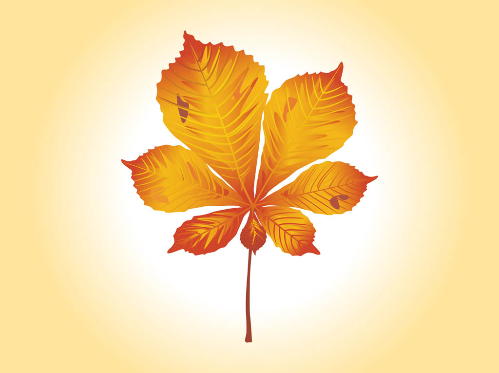 18 Fall Leaf Graphic Vector Images