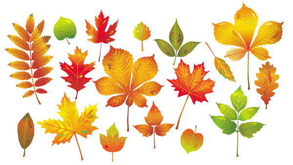 Autumn Leaves Vector