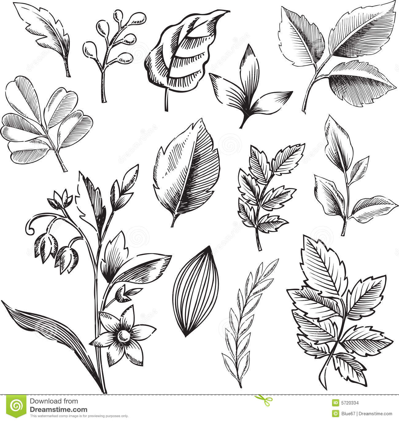 Black and White Leaf Illustrations