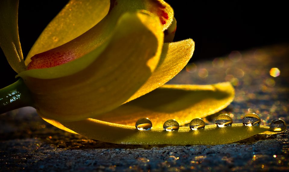 Creative Macro Photography Ideas