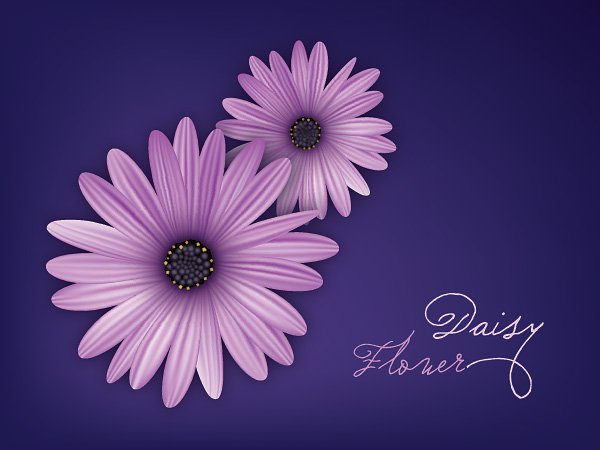 Daisy Flower Vector