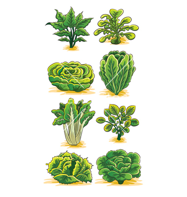 Green Vegetables Clip Art