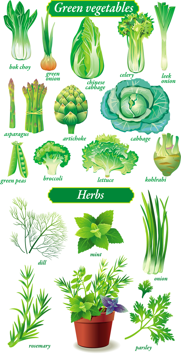 11 Green Vegetables Vector Images