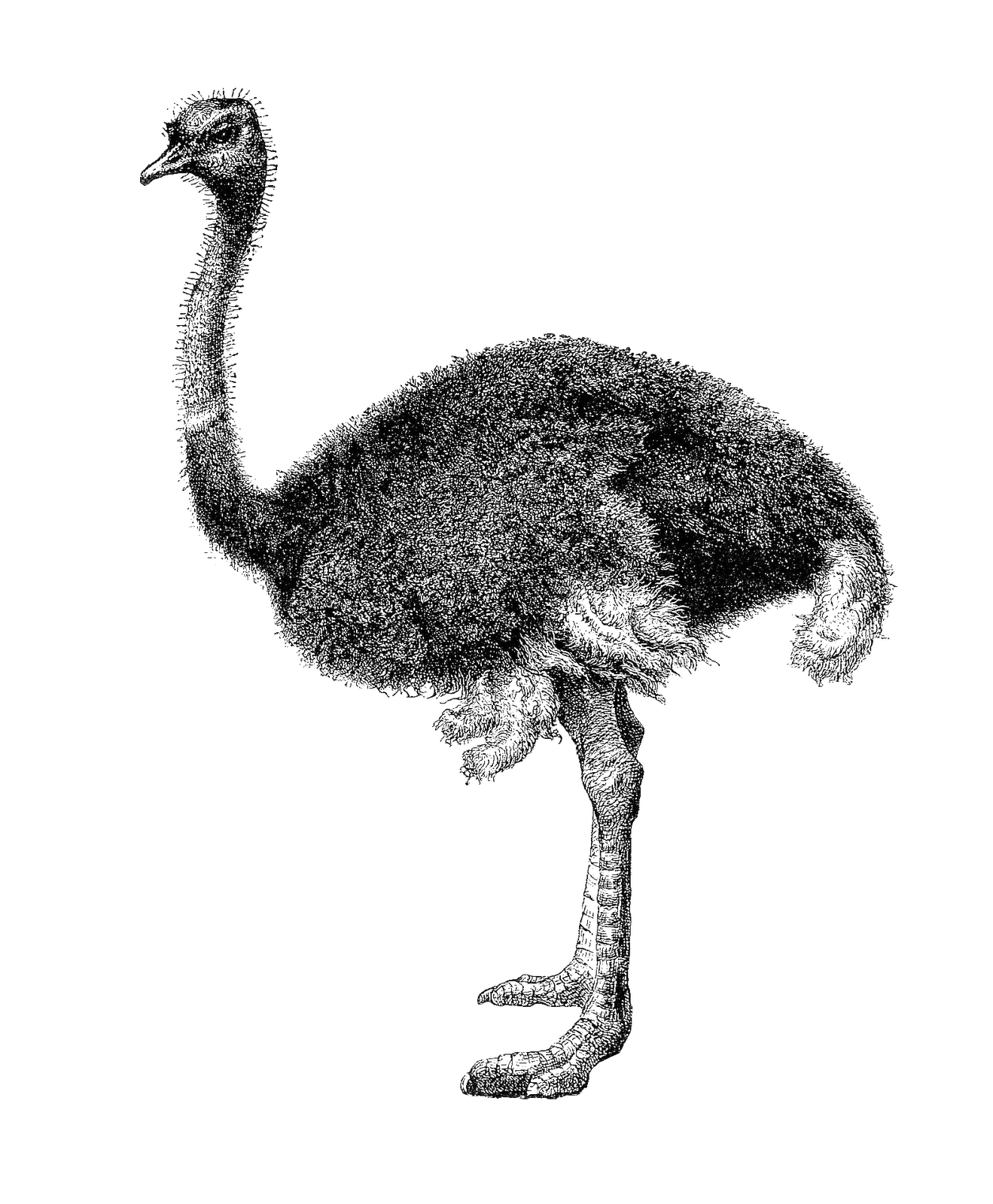 Ostrich Clip Art Black and White