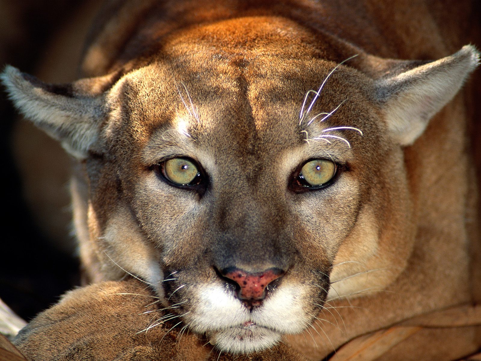 Animal Cougar Mountain Lion