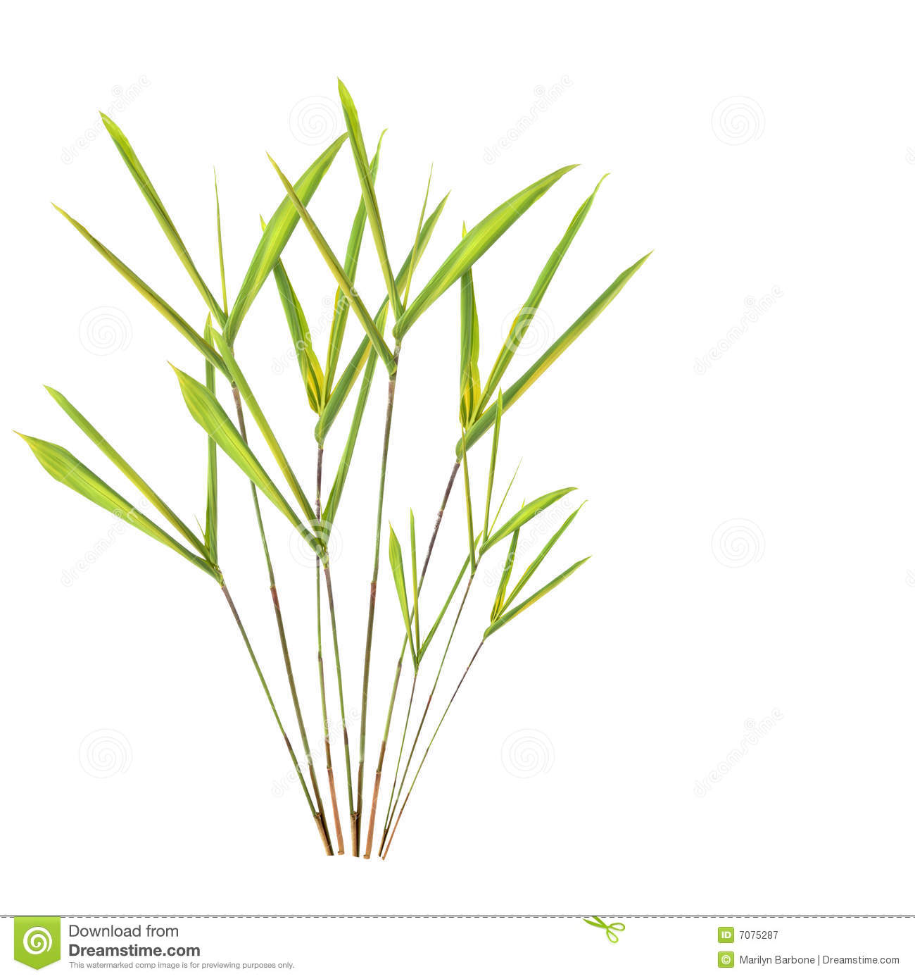 Bamboo Leaves Clip Art