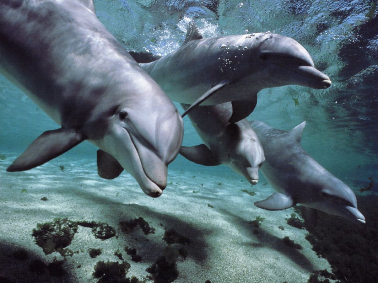 Beautiful Nature and Animals Beautiful Nature and Animals