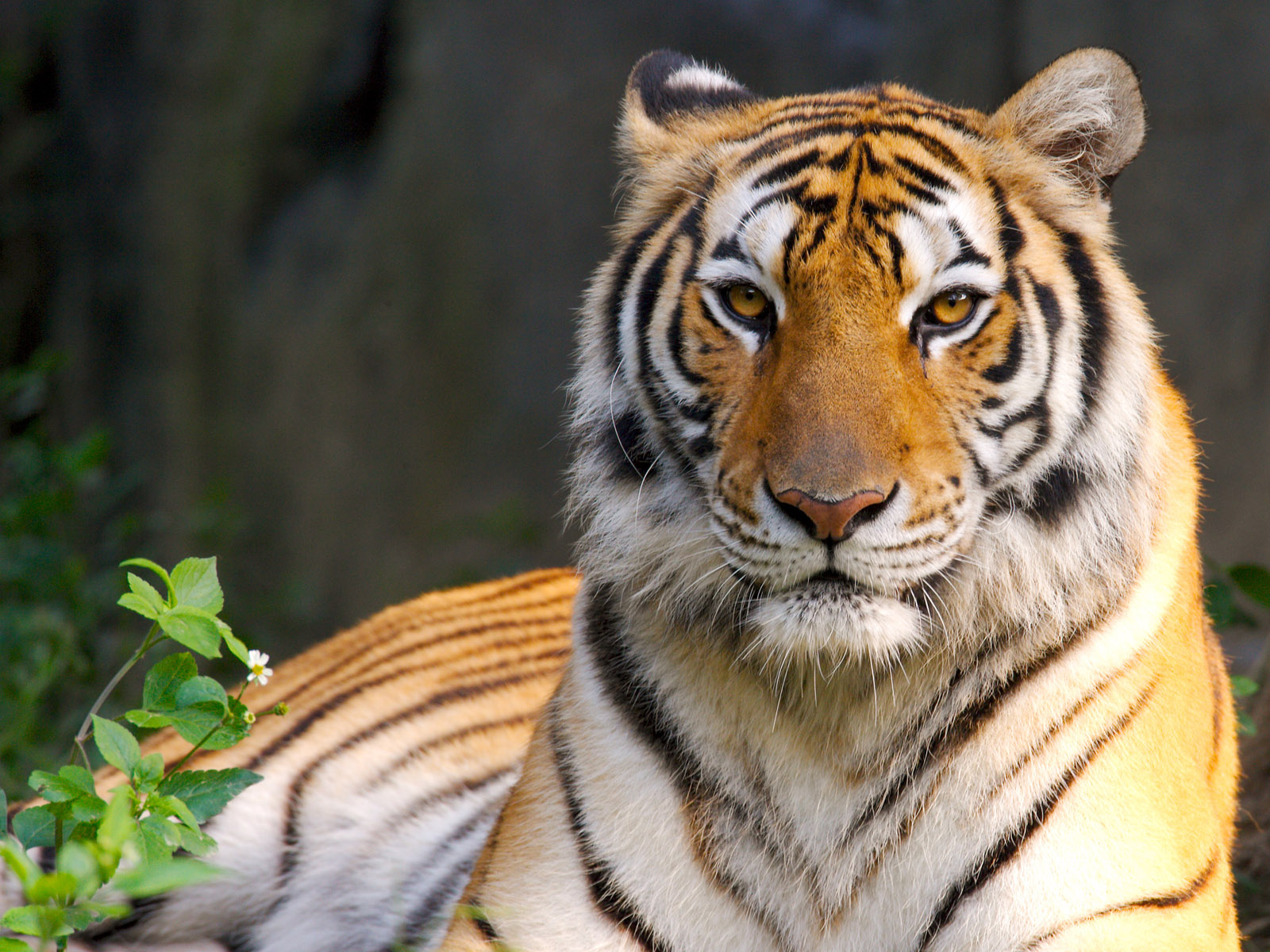 Bengal Tiger Desktop Wallpapers
