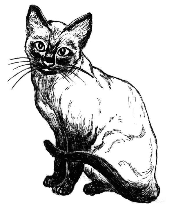 Cat Line Drawing