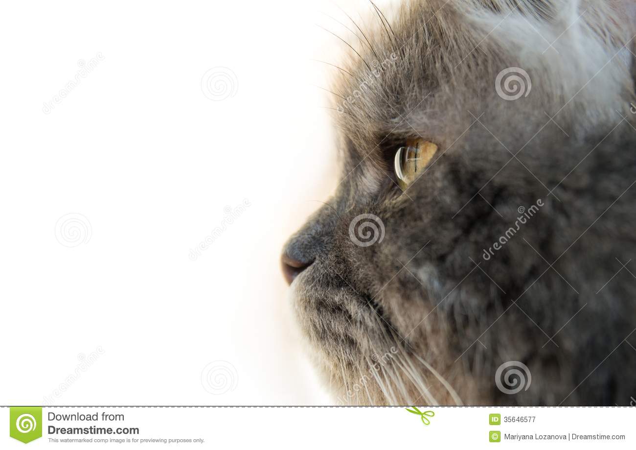 Cat Side Profile