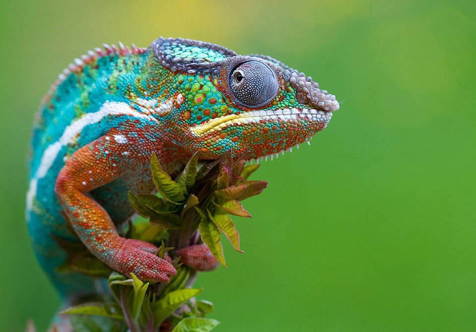 Cool Chameleon