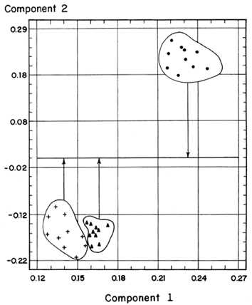 First Metatarsal Bone Growth