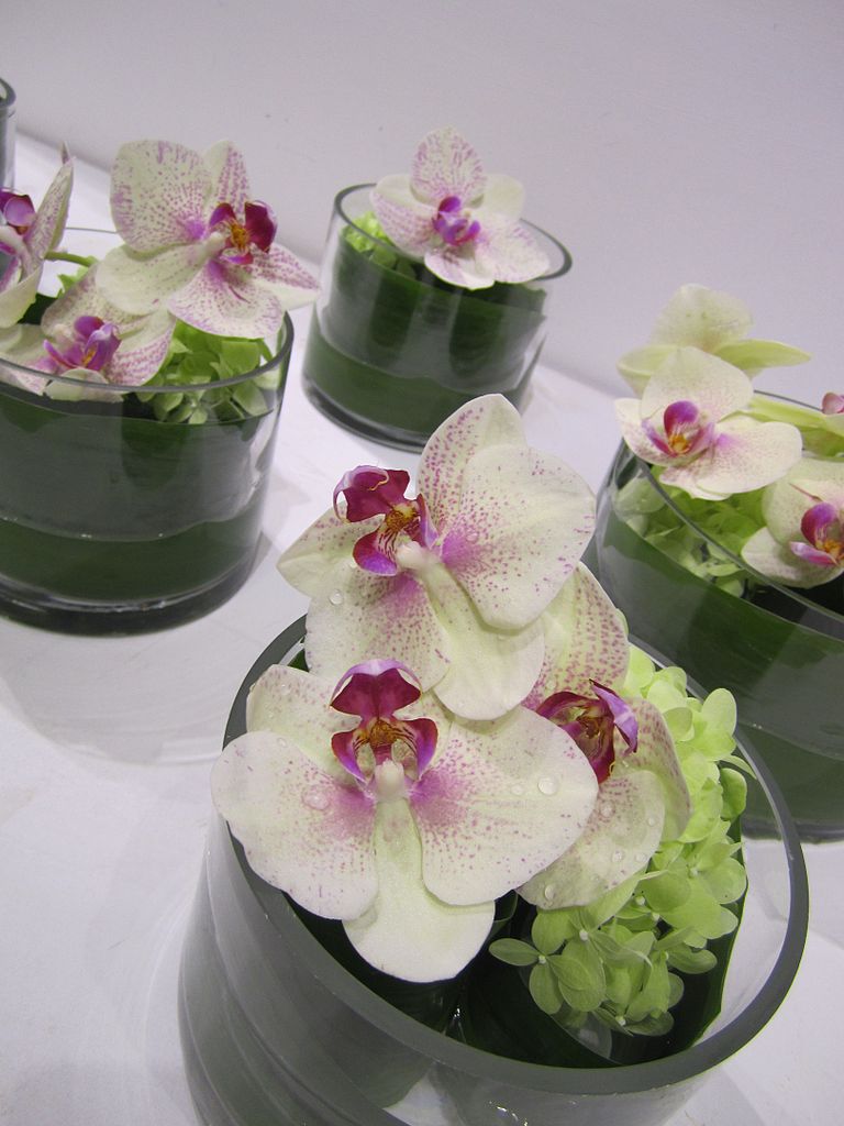 Flower Orchid Floral Arrangements