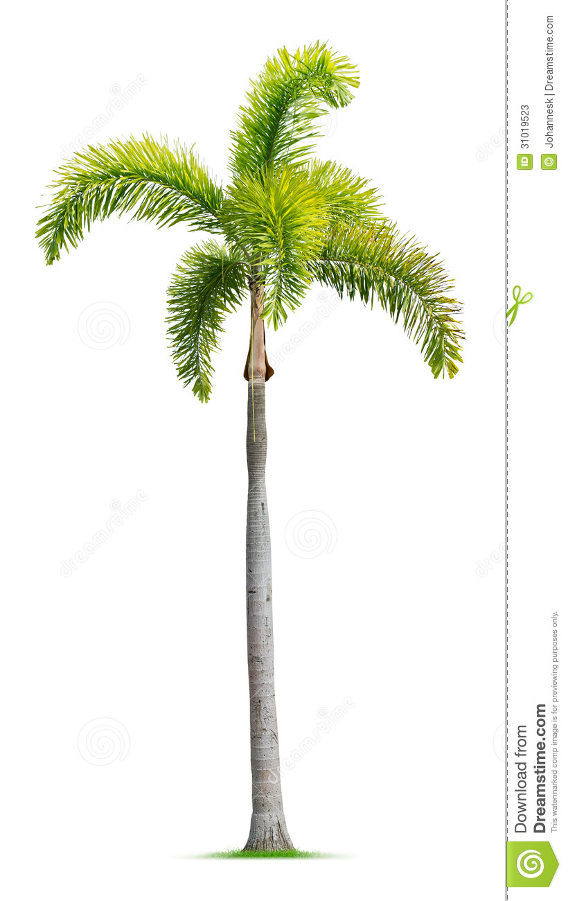 Foxtail Palm Tree