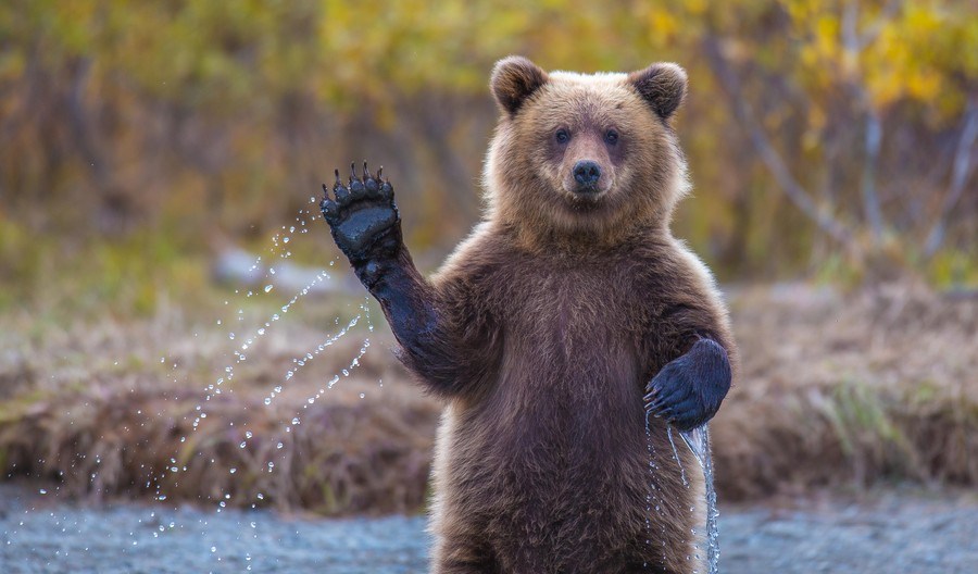 Grizzlies Bears Pictures Grizzlies Bears Pictures