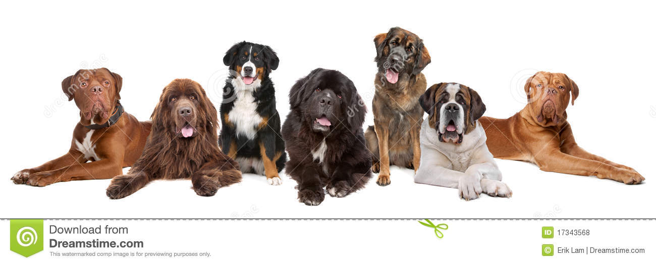 Group of Big Dog Breeds