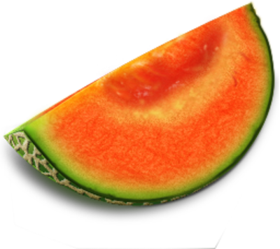 Honeydew Melon Vector
