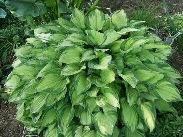 Hosta Plantain Lily Plant