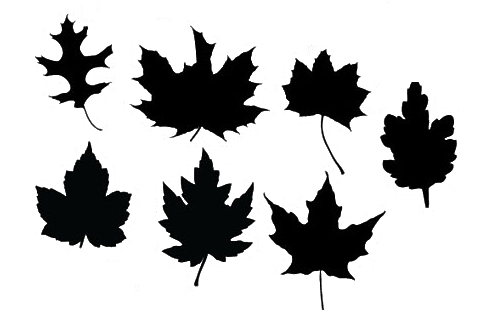 Maple Leaf Silhouette Vector