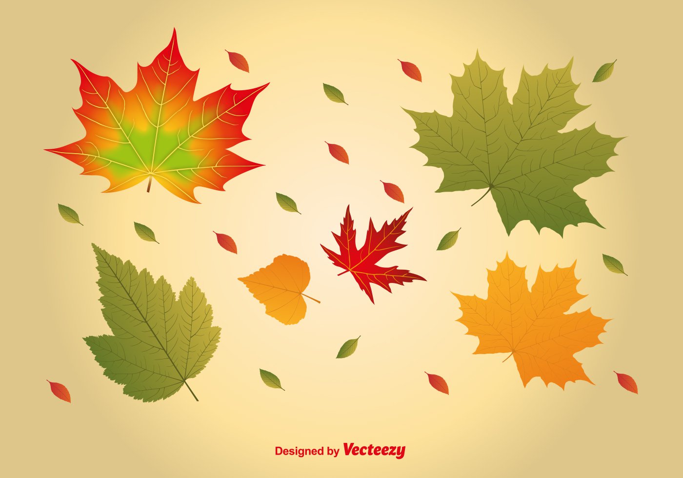 Maple Leaf Vector Art