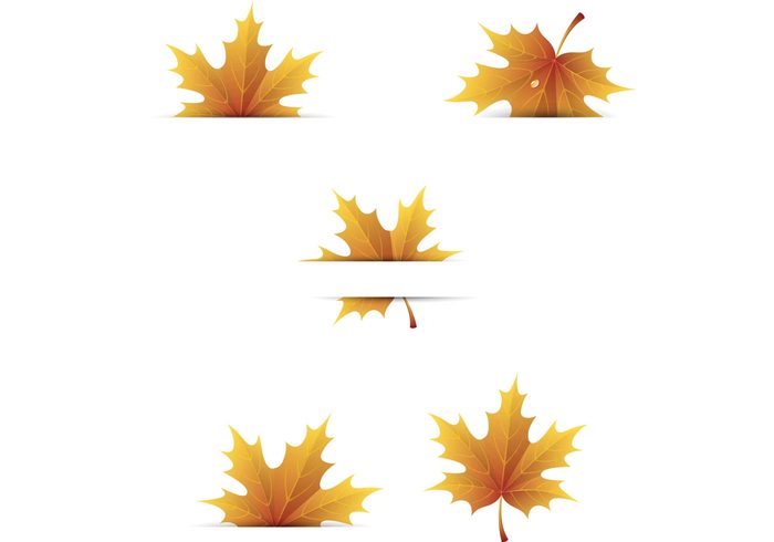 Maple Leaf Vector Free