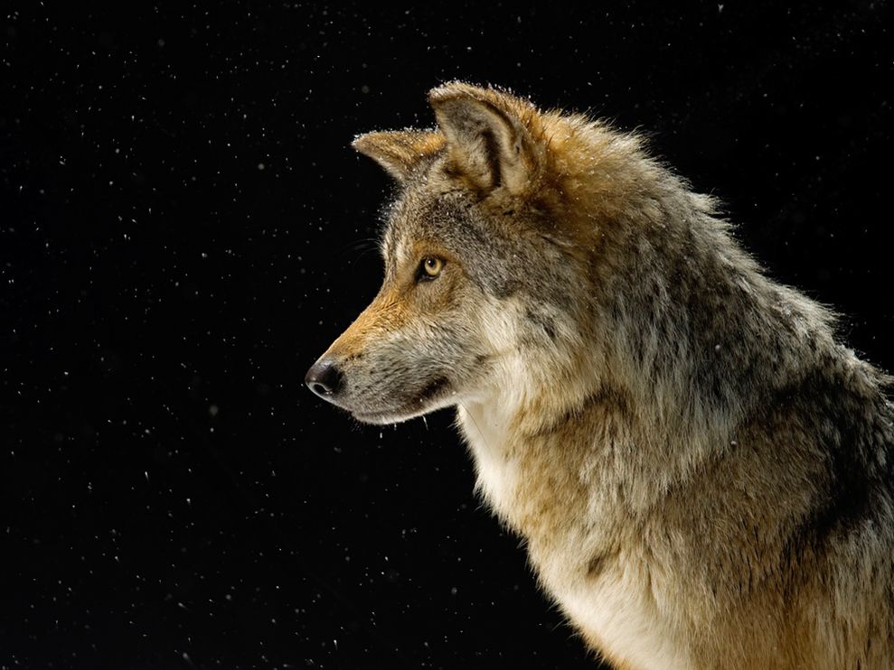 National Geographic Animals Wolf