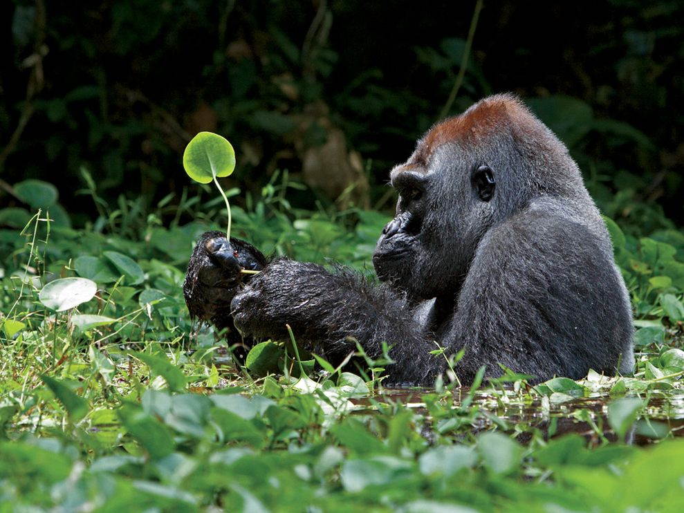 National Geographic Wild Animals National Geographic Wild Animals