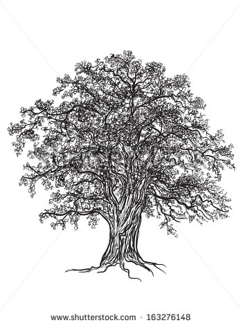 Oak Tree Vector Art