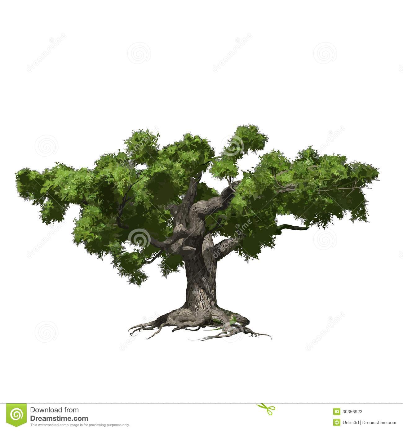 Oak Tree Vector Illustration