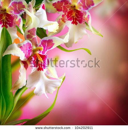 Orchid Flower Design