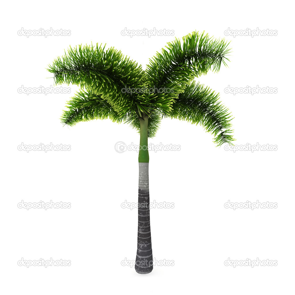 Palm Tree Isolated On White Background