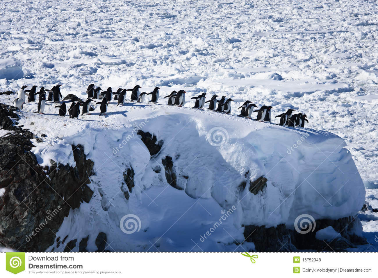 Penguins Large Groups