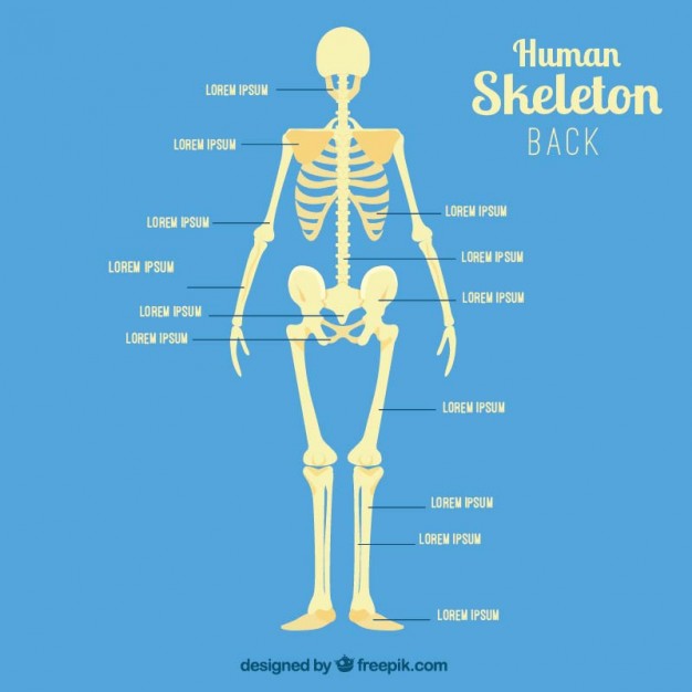 Skeletal Back Vector Image