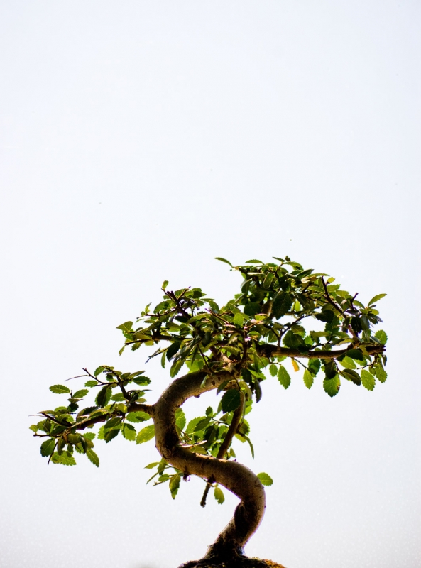 Small Tree with White Background