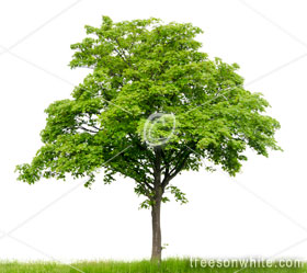 Sycamore Tree Photoshop