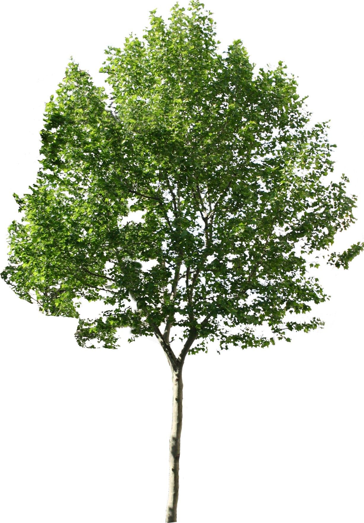 Trees No Background PNG for Photoshop