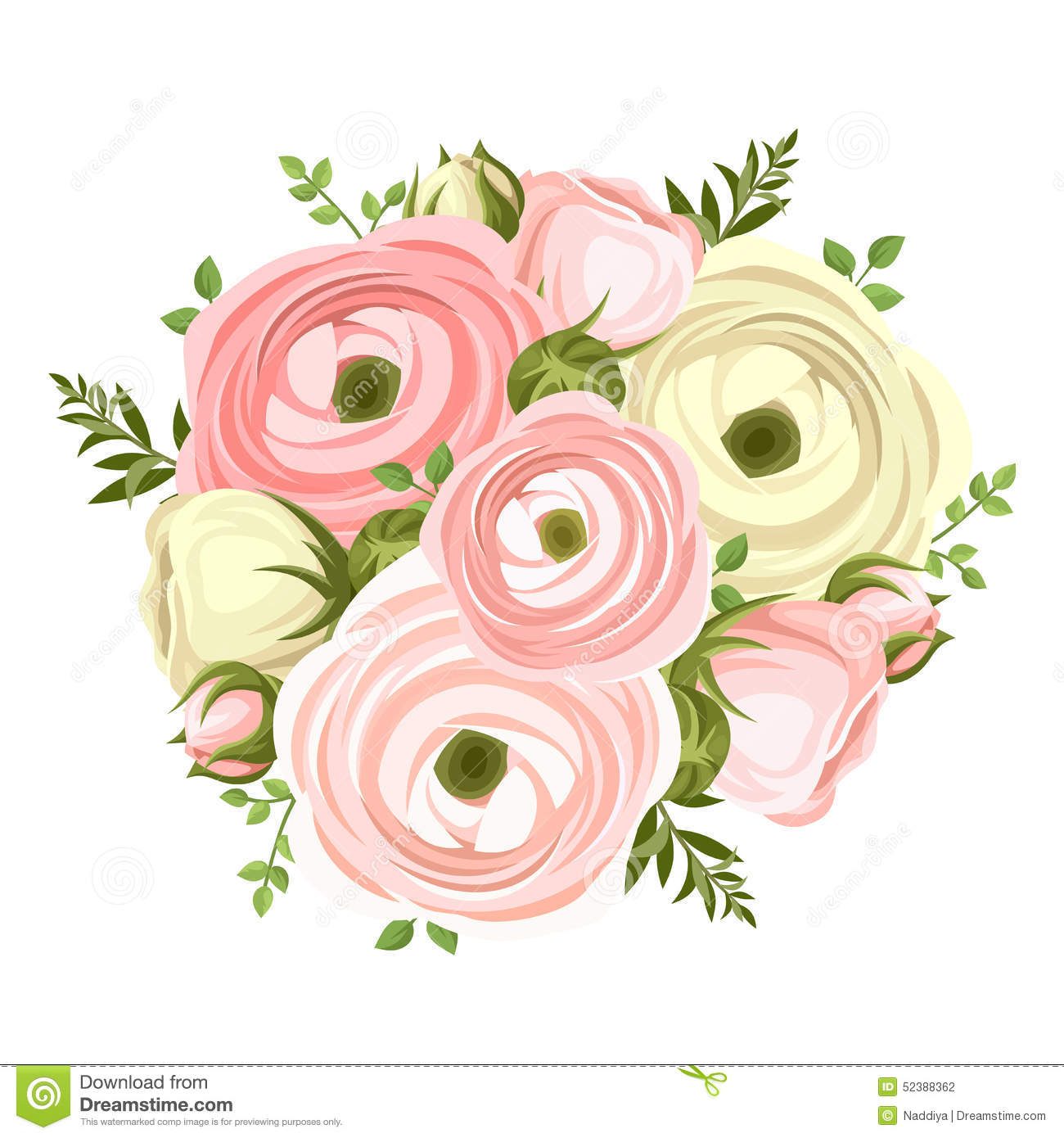 White and Pink Ranunculus Flowers