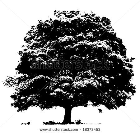 White Oak Tree Vector White Oak Tree Vector